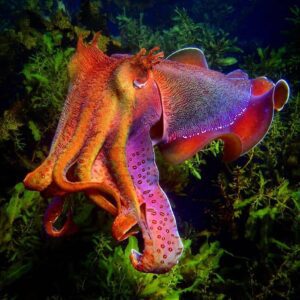 Australian Giant Cuttlefish 📸 Lawrence Scheele @snorkeldownunder