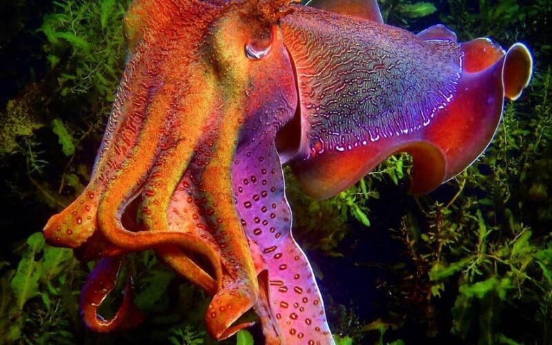 Australian Giant Cuttlefish 📸 Lawrence Scheele @snorkeldownunder