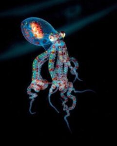 larval (baby) wunderpus photogenicus